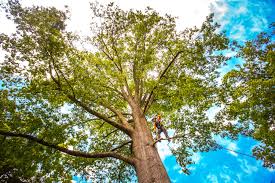 Best Utility Line Clearance  in Lititz, PA